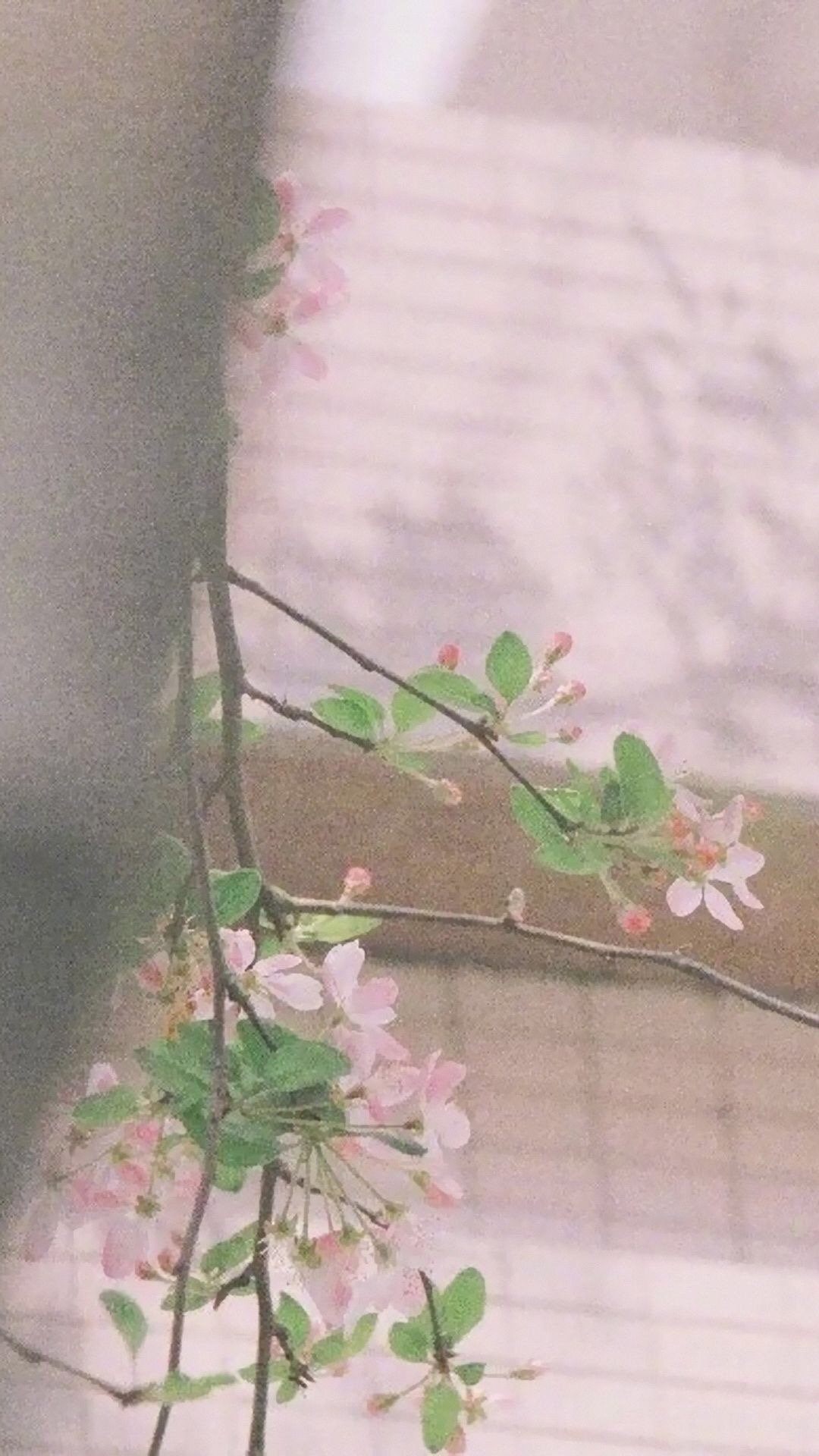 粉色花朵植物手机壁纸
