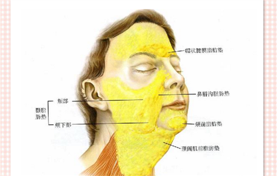 面部吸脂分几个部位