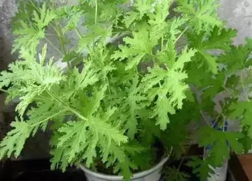 驱蚊方法小妙招