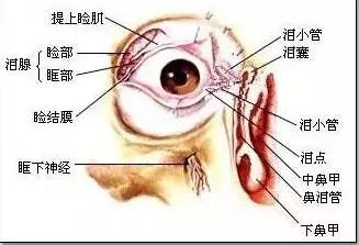 左眼跳财右眼跳灾是真的吗