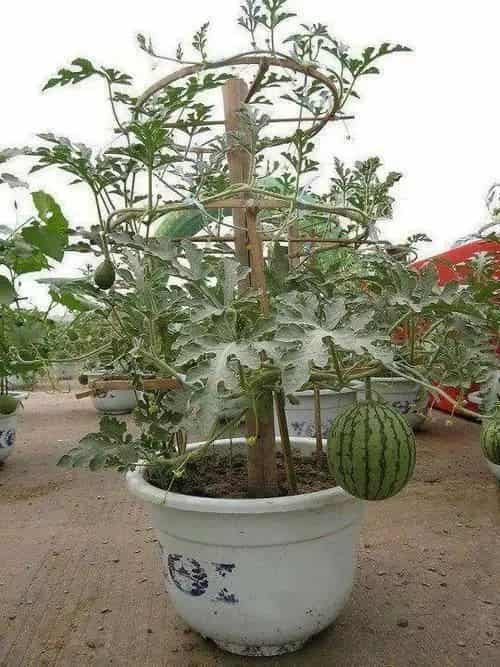 阳台上适合种什么水果