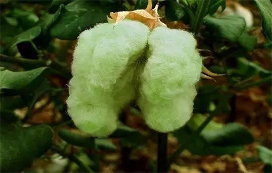 有机彩棉和纯棉哪个好 彩棉和纯棉哪个好