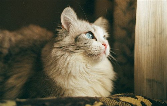 蚊香对猫咪有害吗 家里有猫可以点蚊香吗