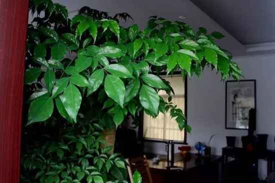 居家适合养什么植物 十九种植物居家装饰