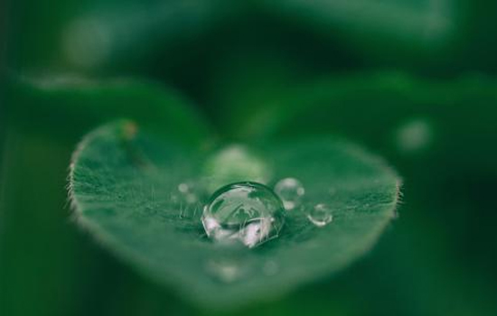 纯露与爽肤水使用顺序 纯露与爽肤水的使用顺序