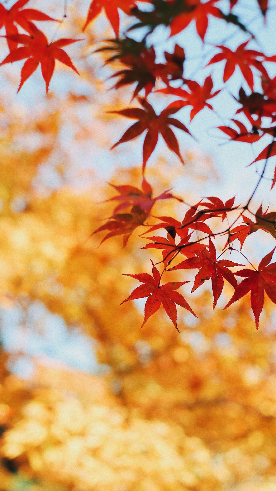 秋日唯美枫叶摄影图片高清手机壁纸
