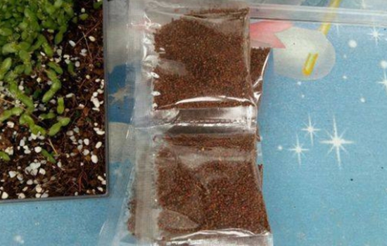 海藻面膜能发芽吗 海藻面膜可以发芽吗